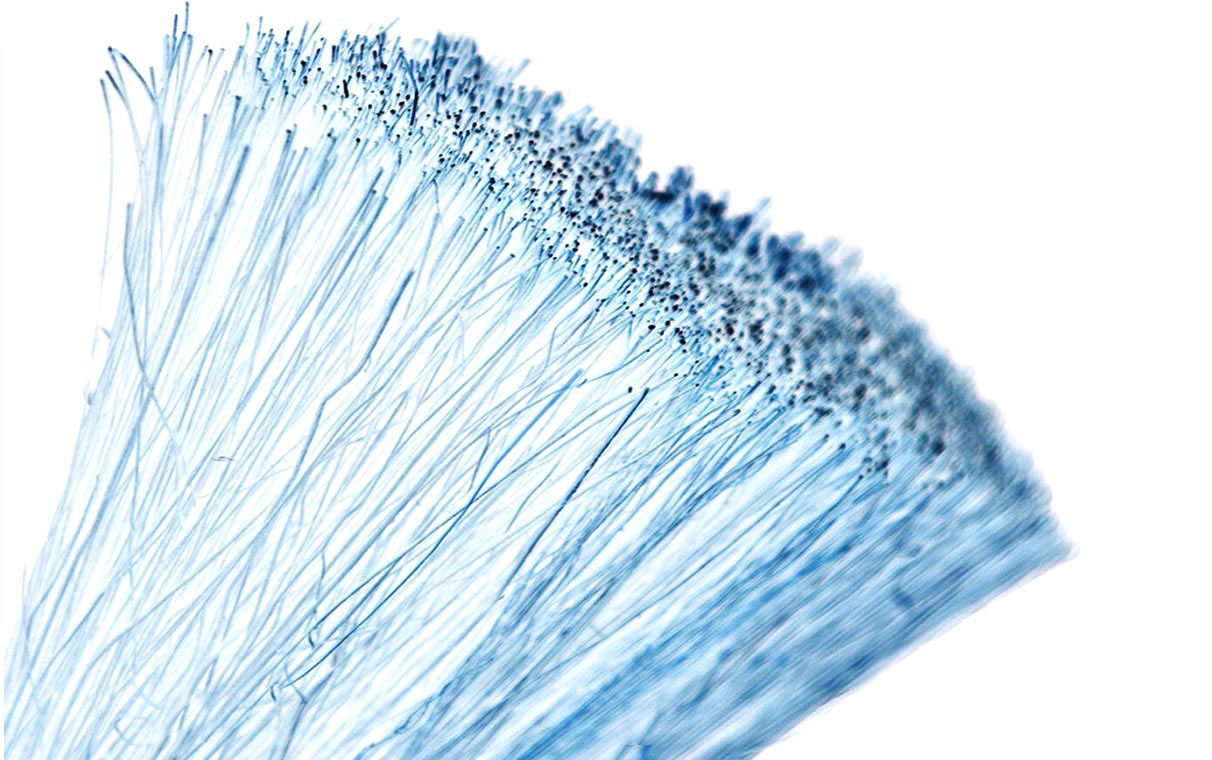 Pro Tip: Our Broom and Brush Fibres