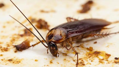 Cleaning and Hygiene Related News: Cockroaches Will Soon Be Immune to Insecticides